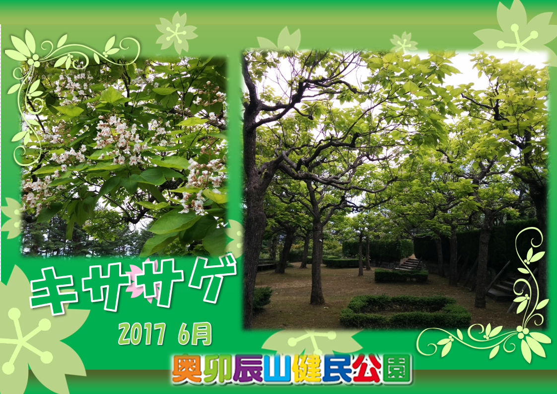 きささげ