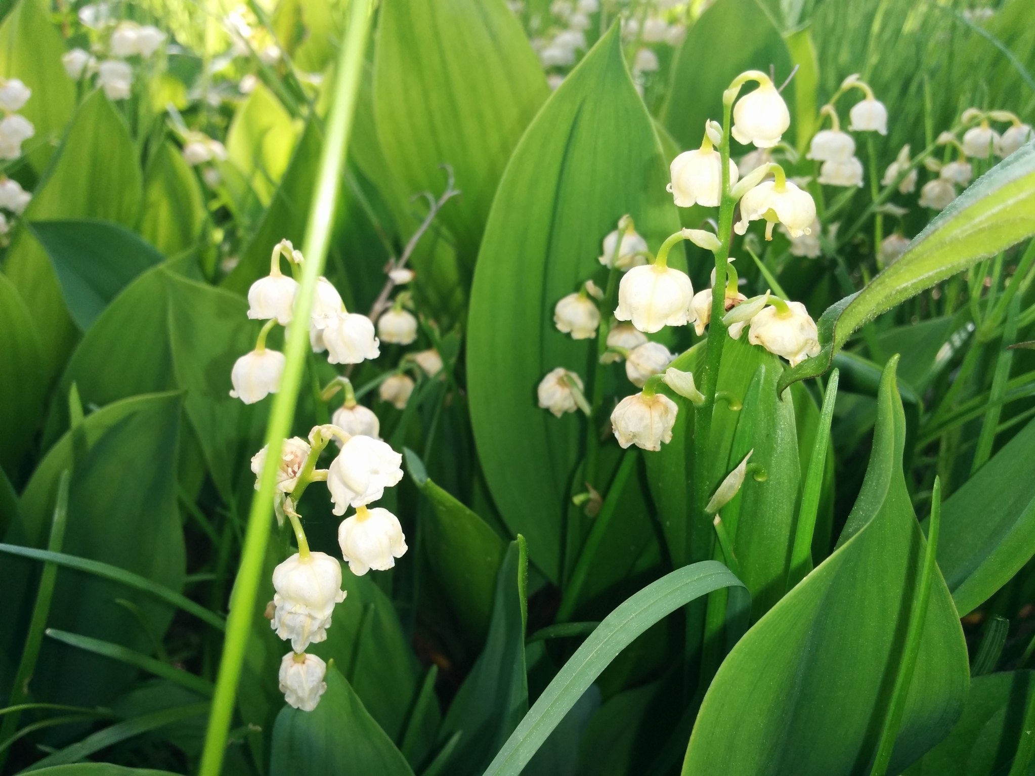 純粋で 幸福の再来の花が咲きました 純粋で 幸福の再来の花が咲きました