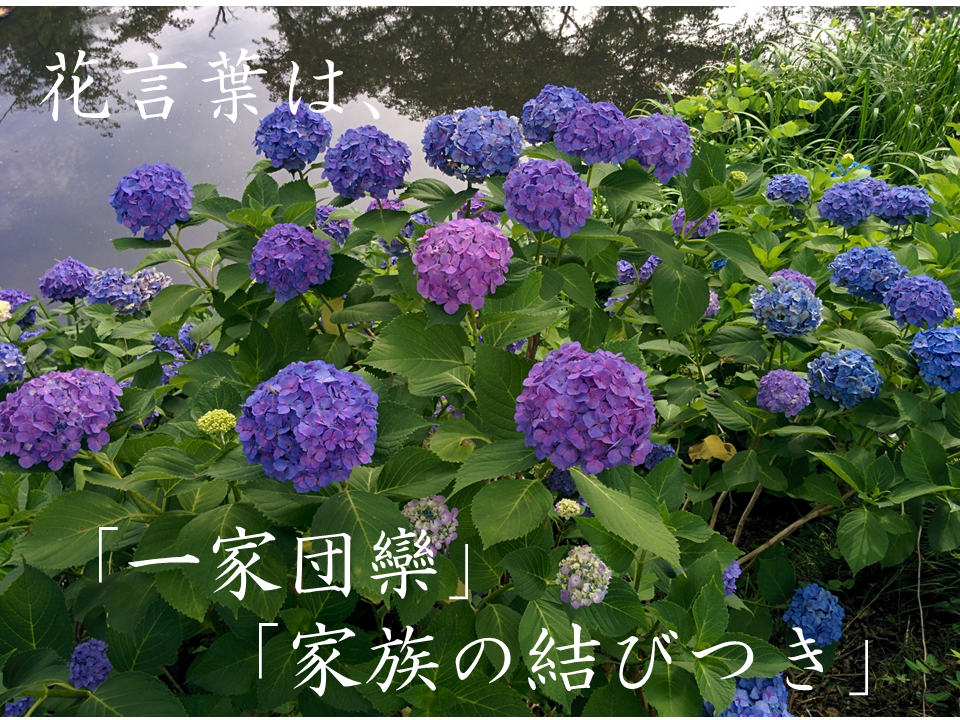 紫陽花の八重咲く如やつ代にをいませわが背子見つつ思はむ 紫陽花の八重咲く如やつ代にをいませわが背子見つつ思はむ