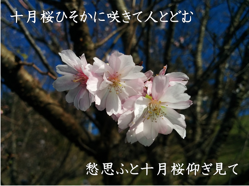 はかなげな花びら淡し十月桜